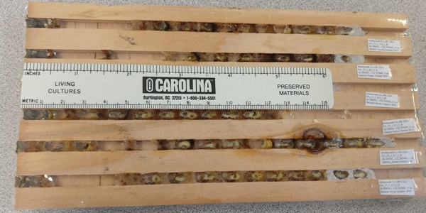 cross section of block of wood with channels holding bee nests