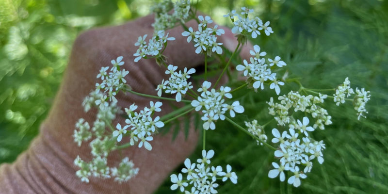 circular white flower with star-like clusters of tiny white petals