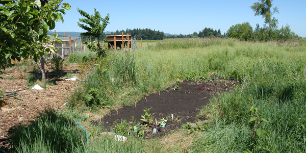 small garden plot surrounded by tall grasses