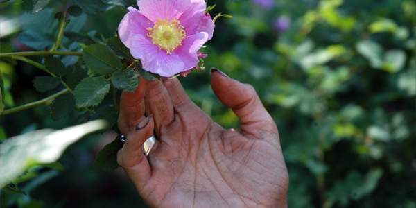 hand touching pink rose blossom on rosebush