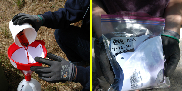 two photos: on left, pouring pink liquid with dead insects into a filter; on right, filter folded up inside a clear plastic bag with labeling information