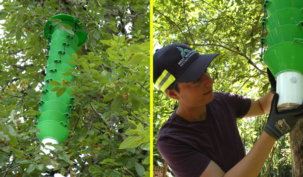 two photos (left: EAB trap with green cups stacked vertically hanging in tree; person removing bottom cup attached to green trap