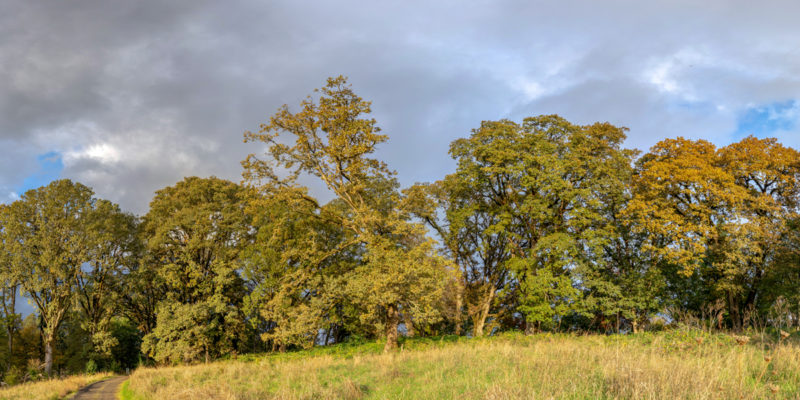 row of oak trees with grass and partly cloudy sky