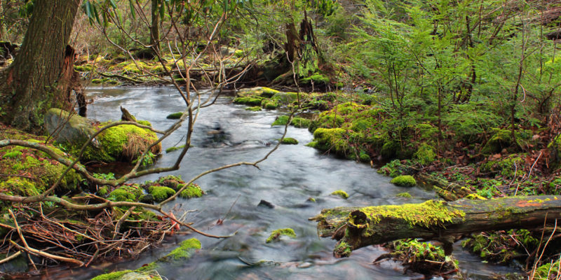 stream with mossy logs and plants along side