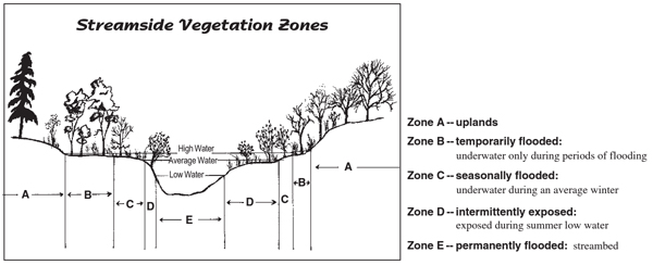 illustration of cross section of river and plants along side