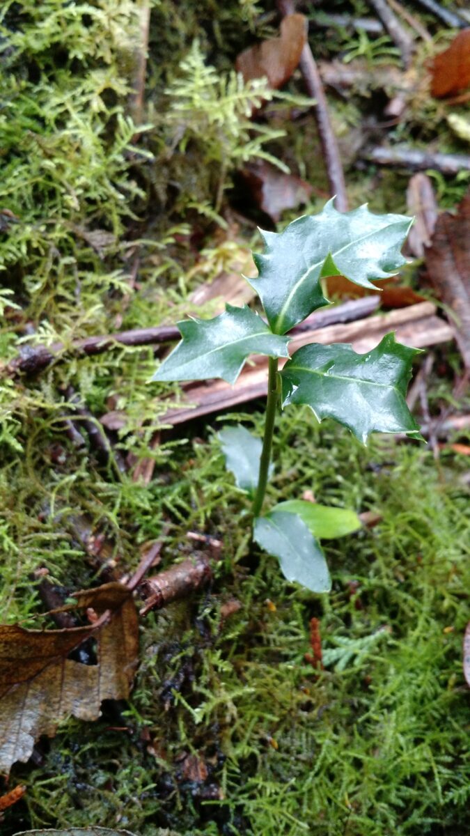 small sprig of shiny English Holly coming out of a mossy patch