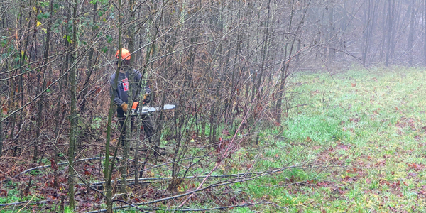 worker with chainsaw in thick stand of very small alder trees