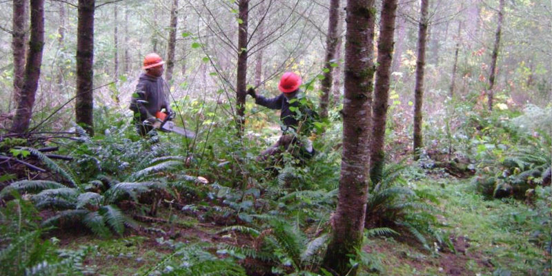 two workers in hardhats and chainsaw working in forest