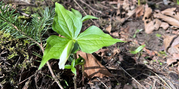 white trillium flower bud with three leaves and forest in background