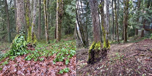 side by side in forest, one side with cleared ground