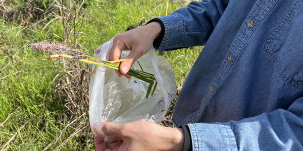 person putting plant sample into a bag