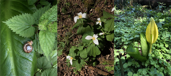 3-image collage of snail on green leaf, white trillium flower, yellow skunk cabbage flower