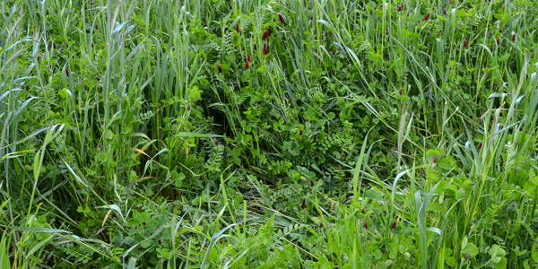 close-up of a field of green cover crop plants