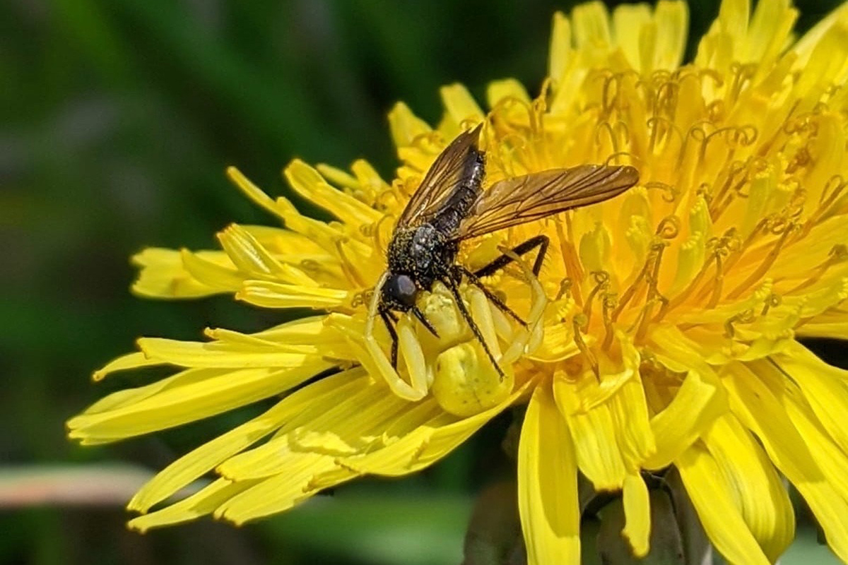 a yellow spider catches a fly on top of a yellow flower