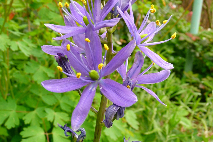 purple camas flowers with 6 petals each and bright yellow anthers