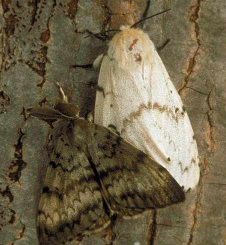 brown male adult spongy moth and white adult female spongy moth