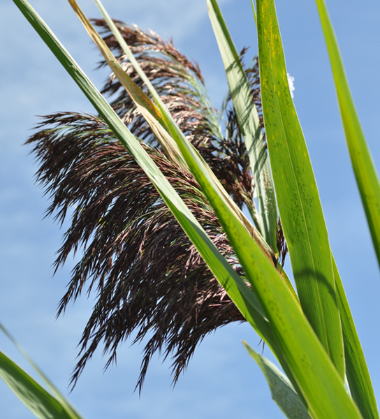 Brown flowerhead of Phragmites with green reeds
