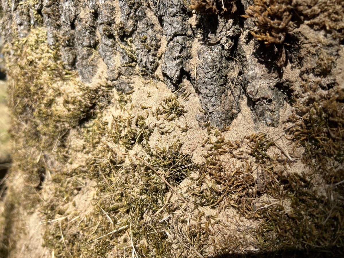 Photo of light brown frass piling up on a tree trunk.