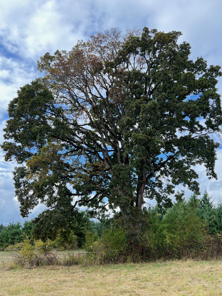 Large oak tree, with upper left leaves brown and dying, while other leaves are green and healthy
