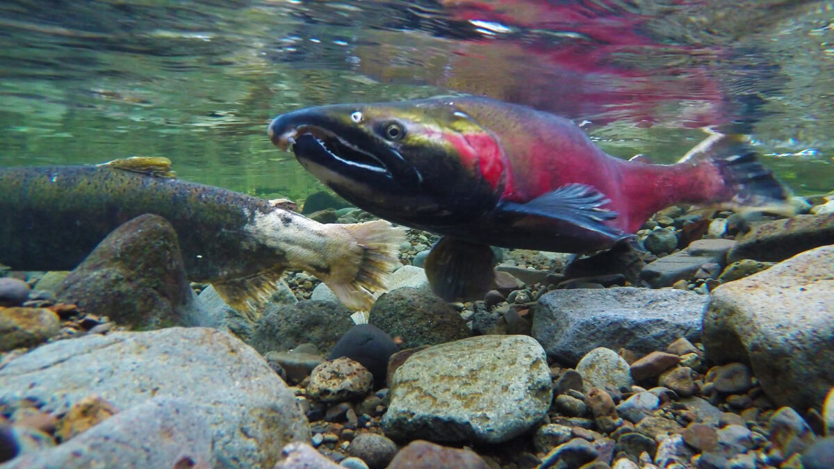 Coho swimming up a river