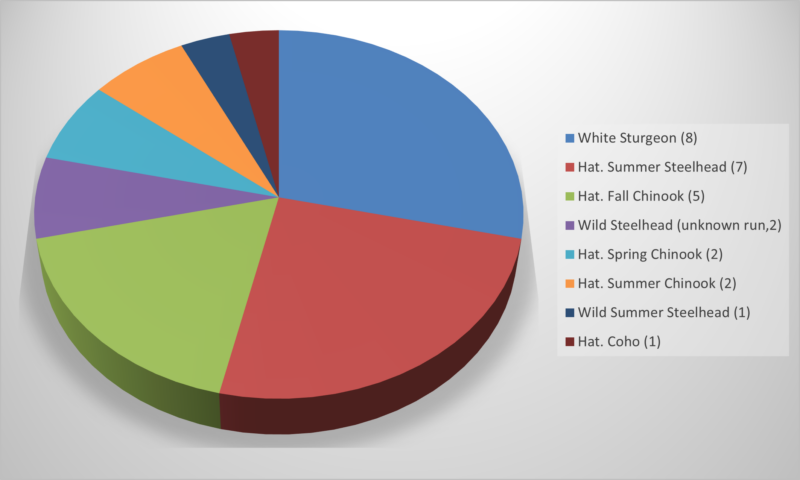 Total tagged fish detected by species and run represented in a pie chart