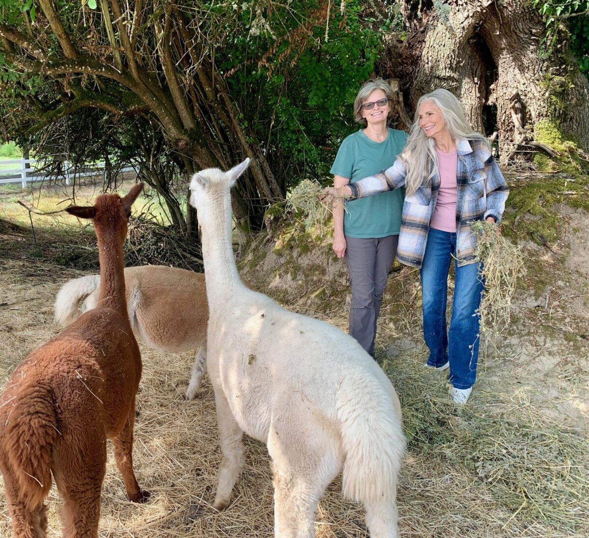 Two older white women with gray hair pose with their pet alpacas which are brown and white