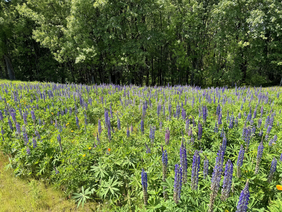 Lupin field