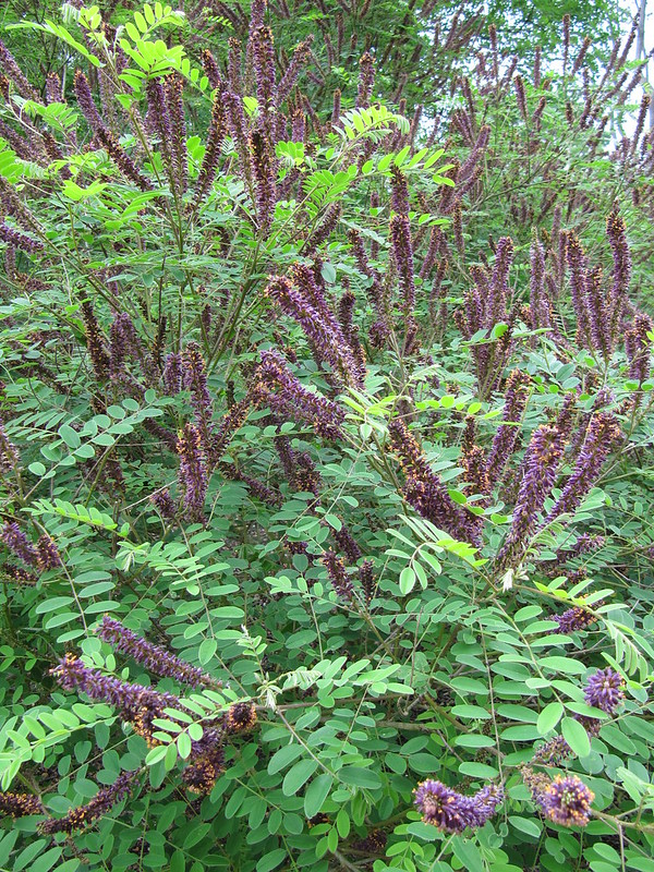 A dark purple and brown flower grows between dense foliage.