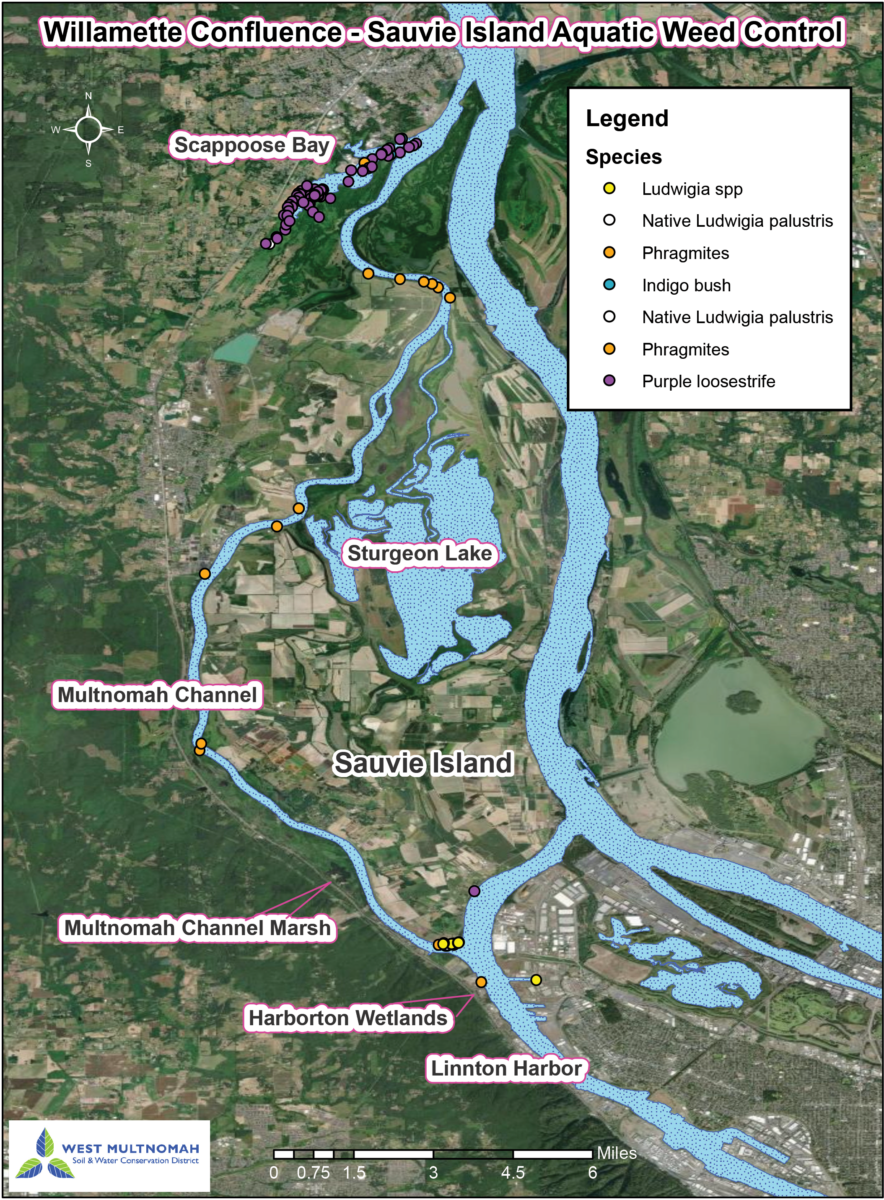 Aerial map of the Sauvie Island area noting the invasive species we tracked with our survey.