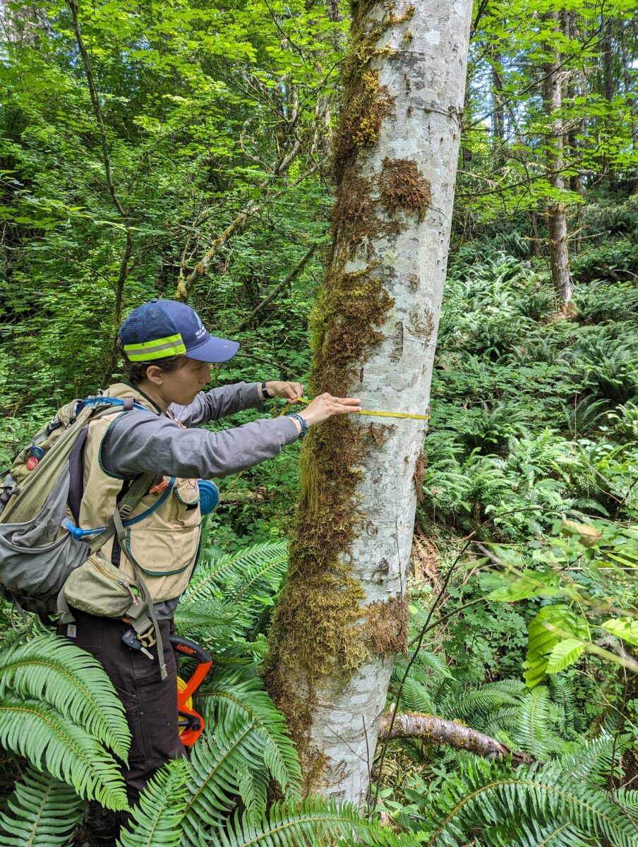 Person wearing blue hat and brown vest measuring diameter of mossy tree