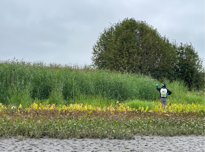 A tall patch of reed grows by the water and a worker in a white backpack sprays it with herbicide.