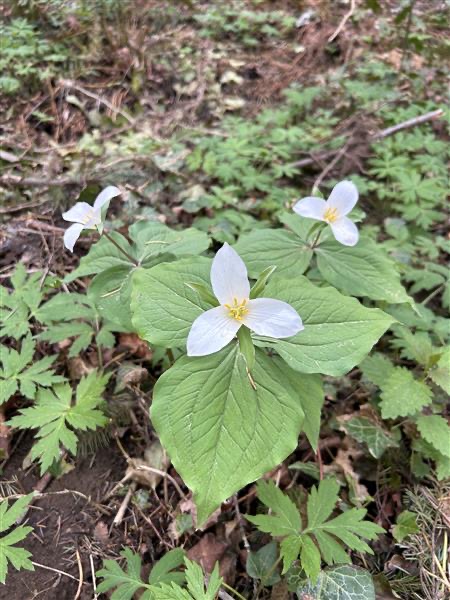 close up of three white trillium flowers