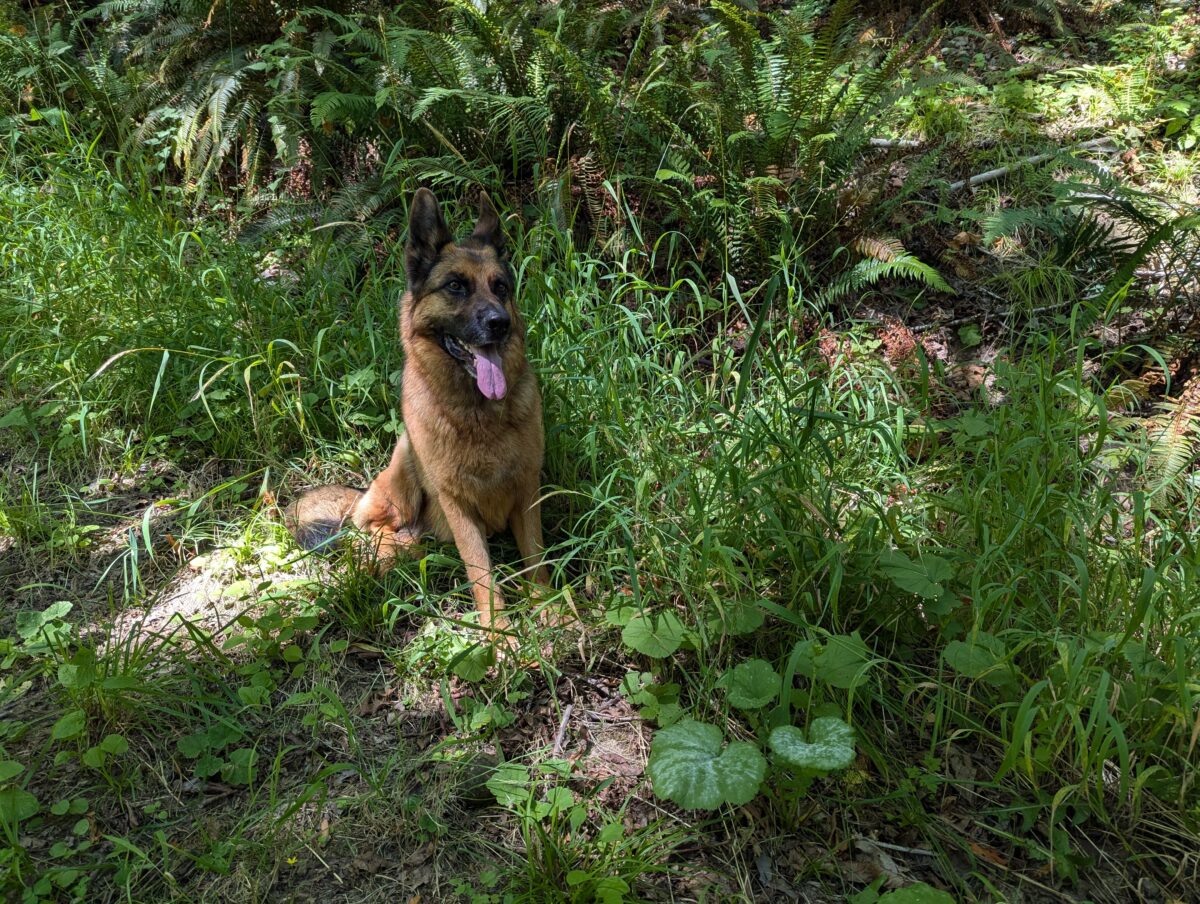 Dieters dog shows off native grass and forest understory flowers planted