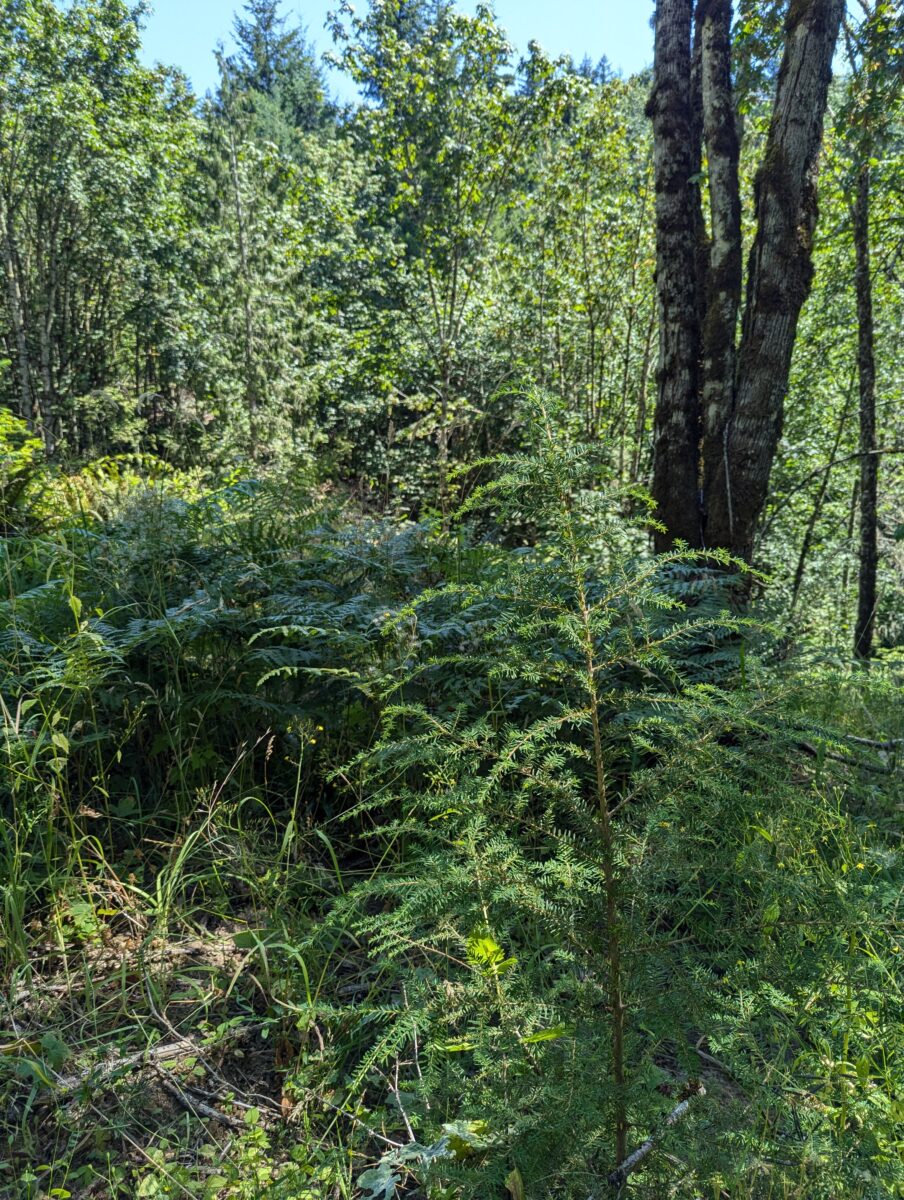 Western hemlock planted on the edge of the gap, now 5 ft tall.