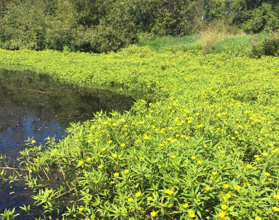 A dense yellow flower with bright green foliage grows on the water's edge.