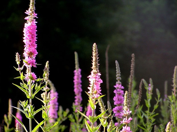 tall purple/pink flowers of purple loosestrife