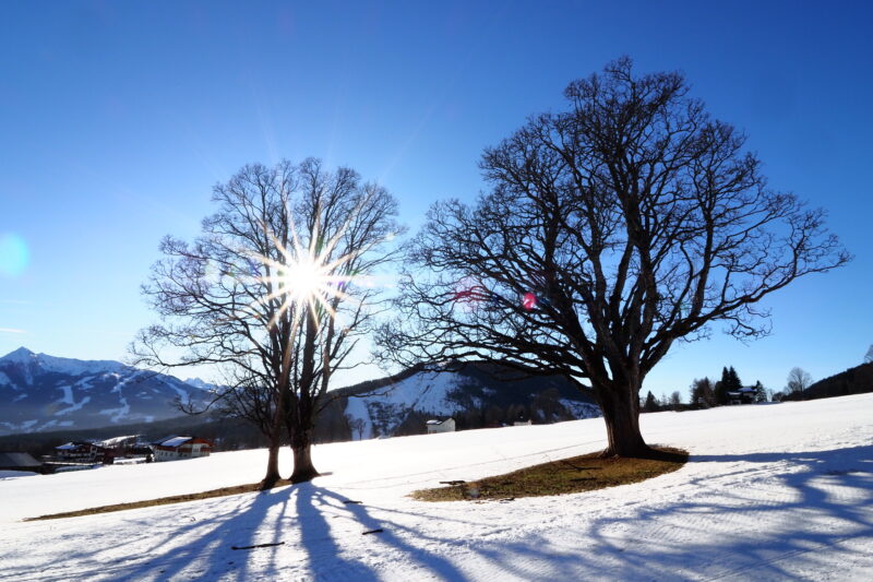 oak trees in winter snow with a blue sky and sun peeking through the trees