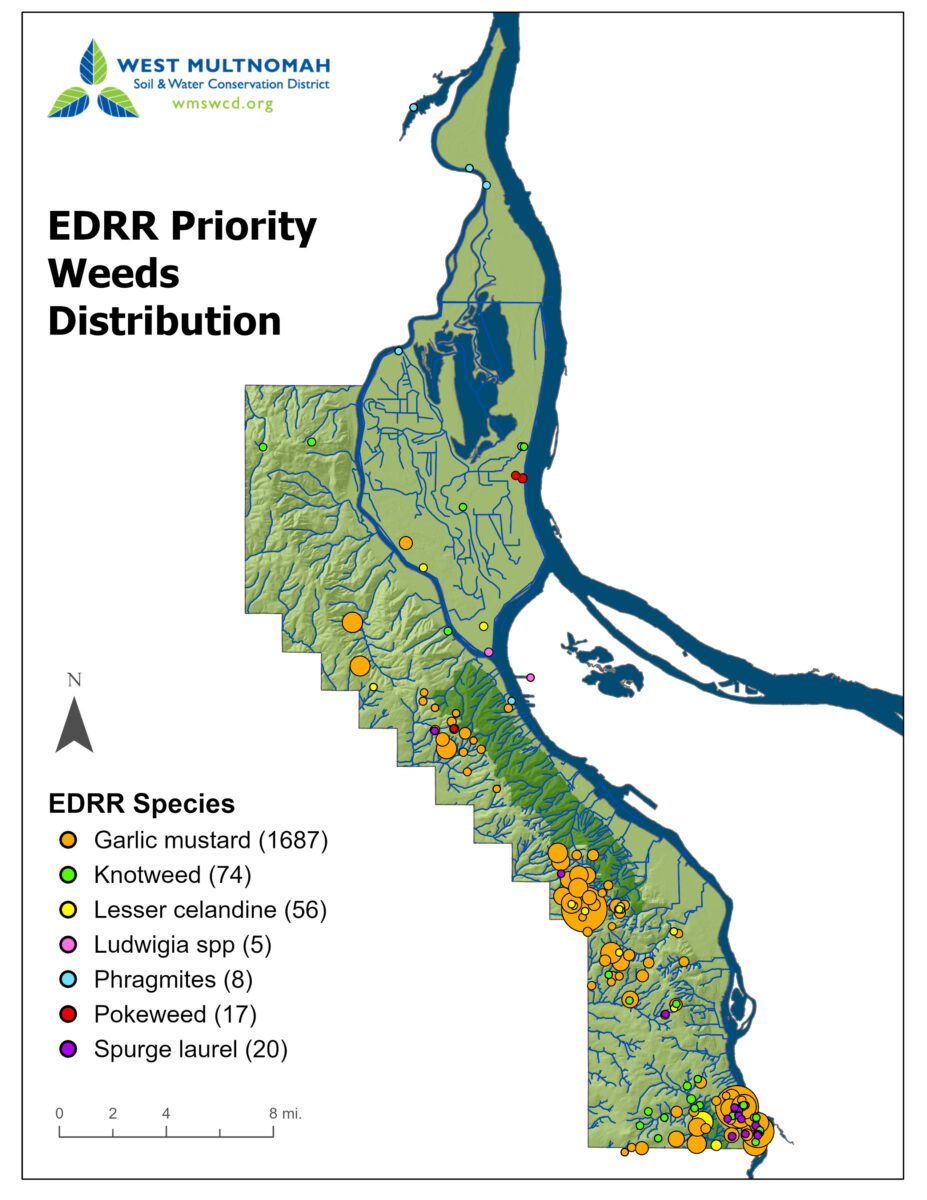 Map showing our district with colored circles for each patch treated. Most of the patches are in Southwest Portland near the river. The most-treated patches were garlic mustard (1,687) and the least was Ludwigia (5)