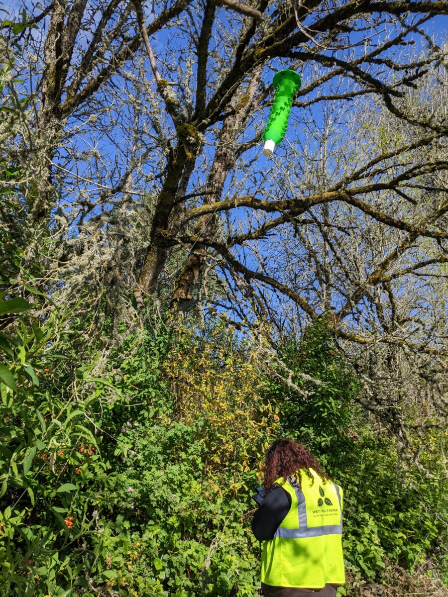 person in yellow vest hanging a long green rectangle trap from a tree