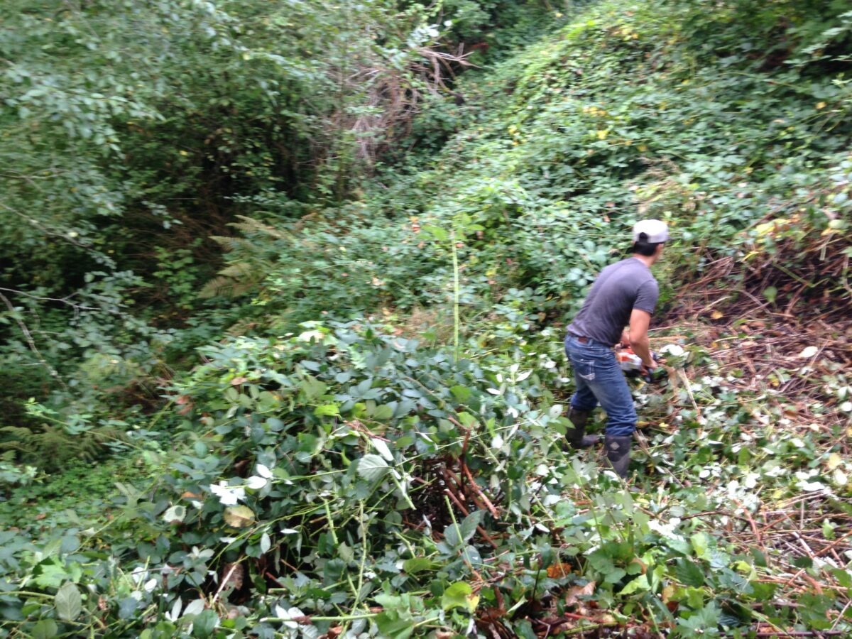 Picture of the back of a man who is using a saw as he clears blackberry bushes on a hillside.