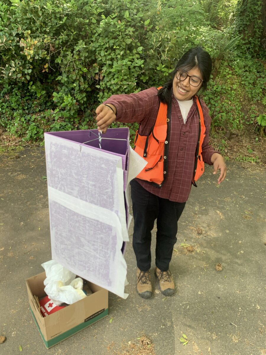 woman with black hair and orange vest holds large purple prism trap covered in paper