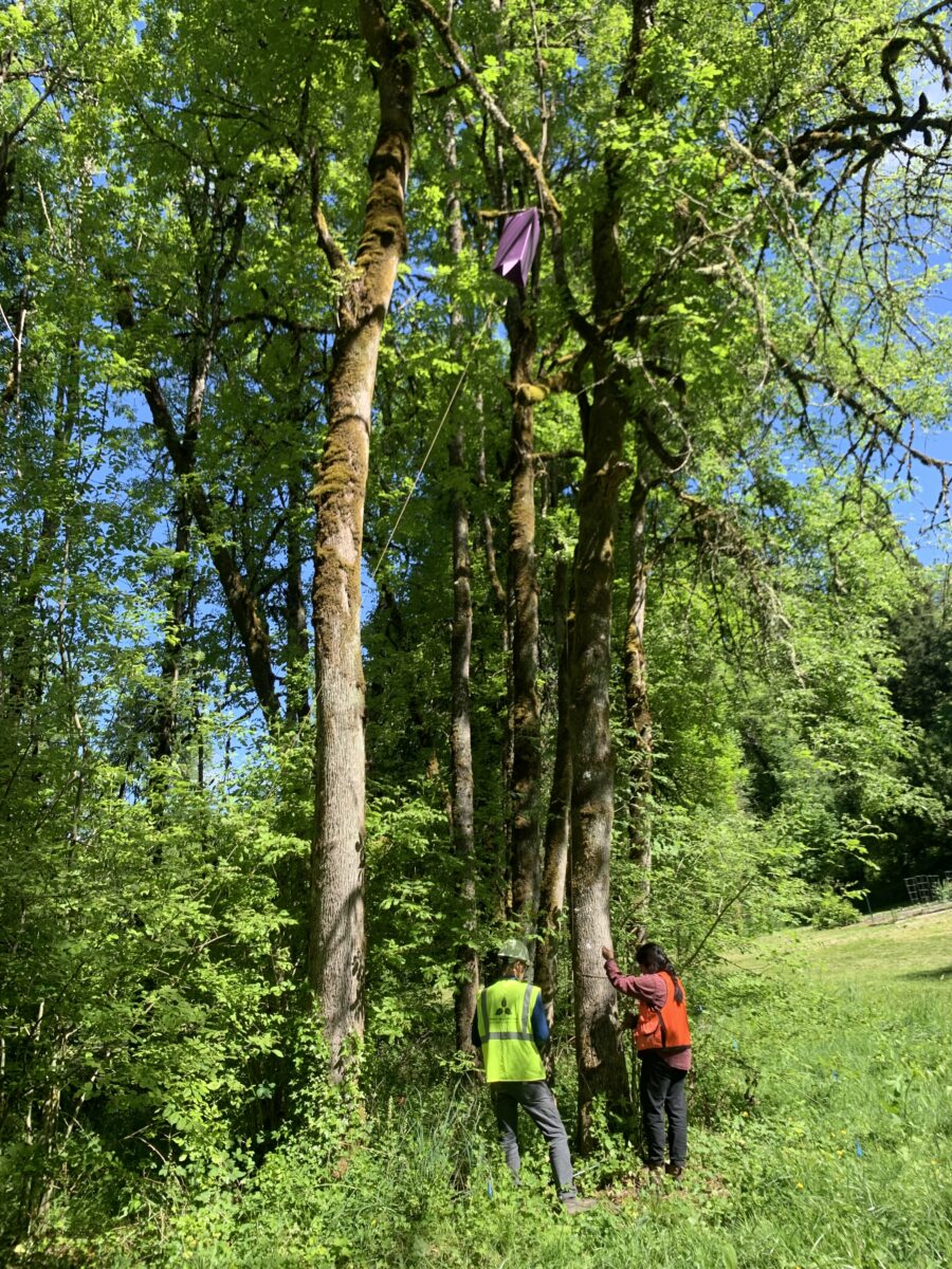 two people in high visibility vests pull rope to hoist a purple trap into a tall tree