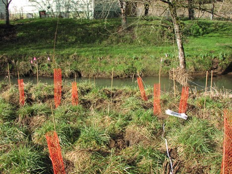 Planting site by a stream with several new plantings marked with orange nets.