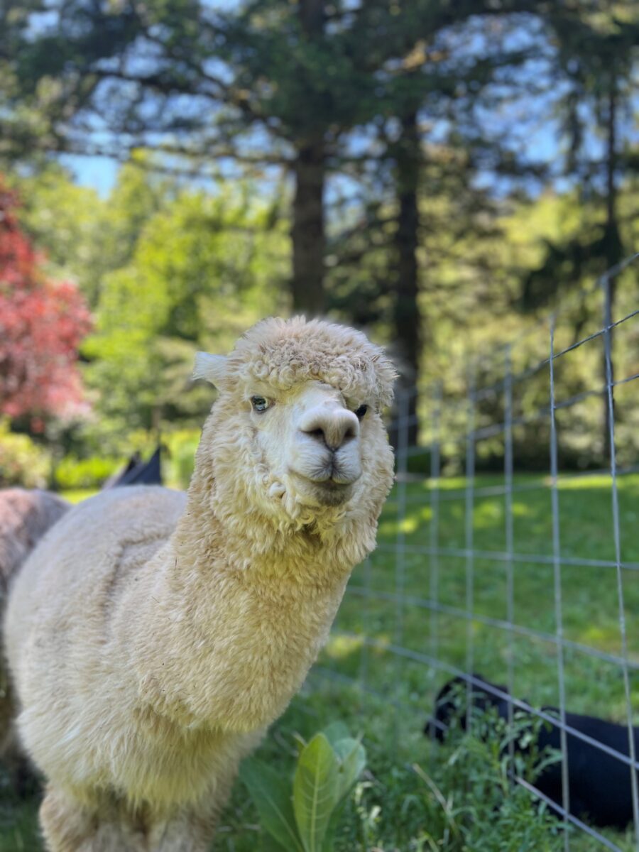 White fluffy alpaca looks directly at the camera