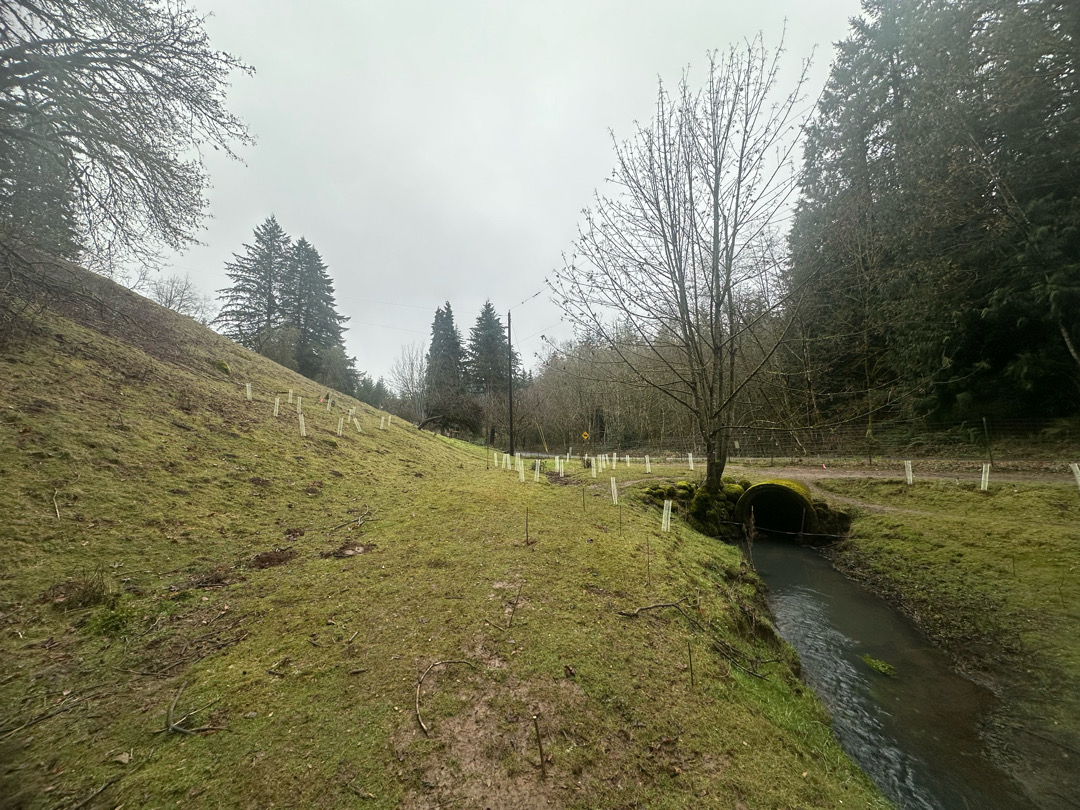 plantings for riparian restoration identified by white posts on a stream on a foggy day