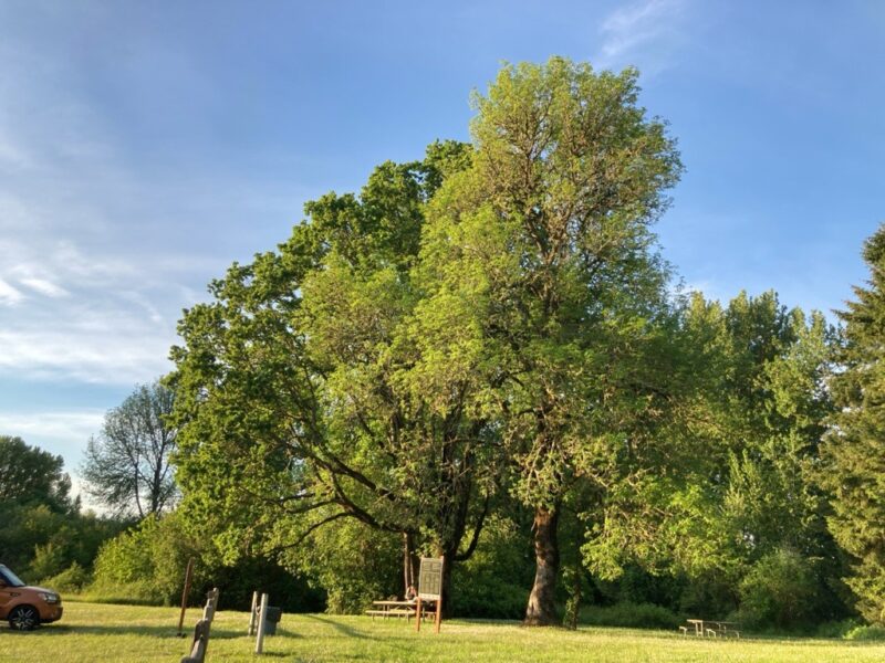 Oak tree stands next to an ash tree in bright sunshine. A small picnic table is below