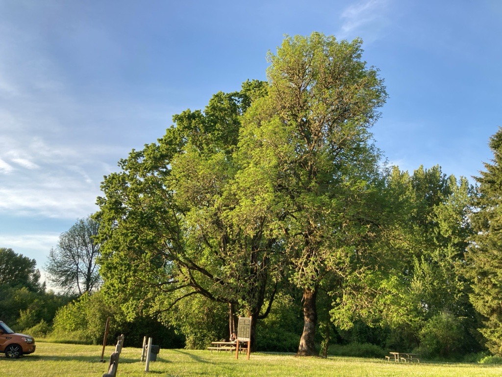 Oak tree stands next to an ash tree in bright sunshine. A small picnic table is below