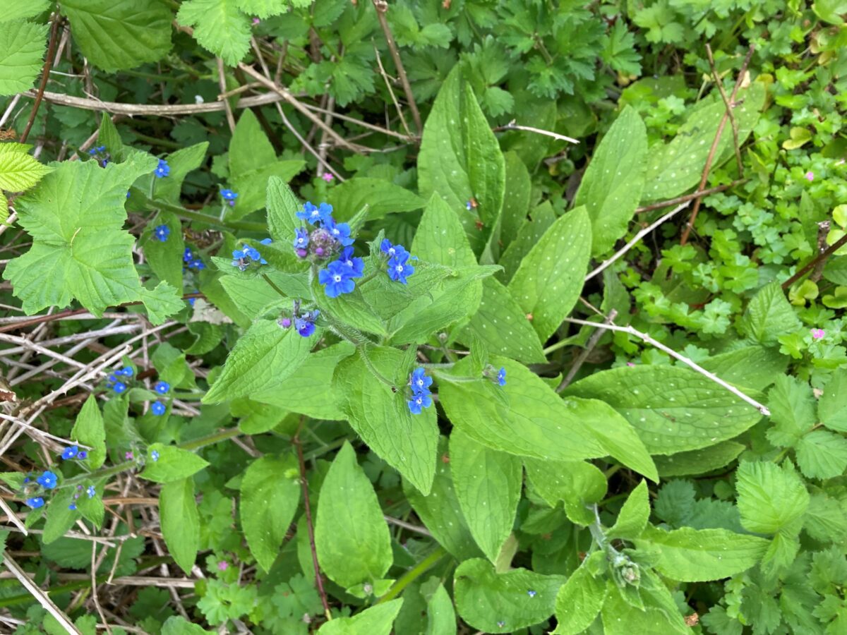 Small blue flowers bloom among bright green foliage on the ground.