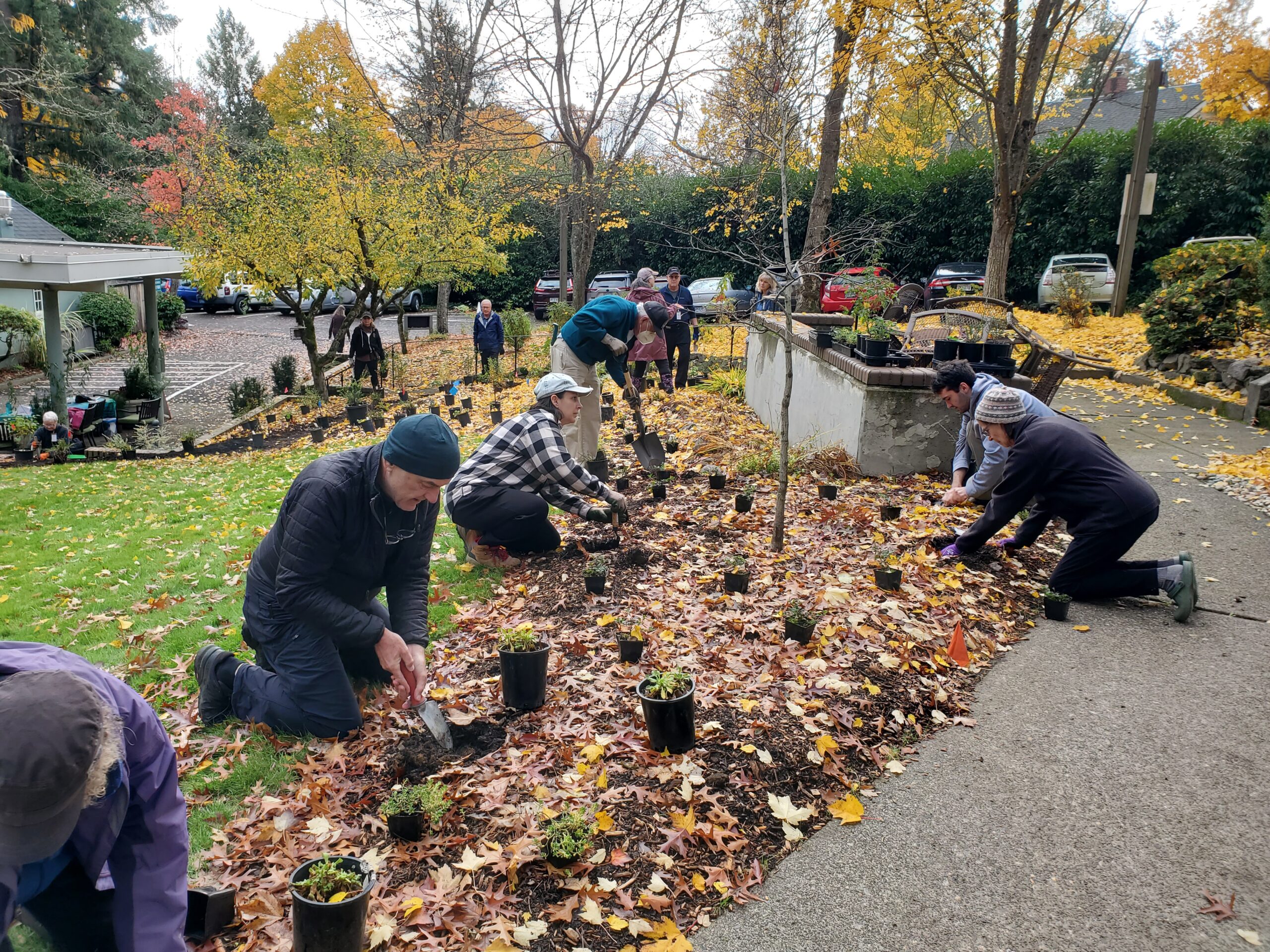 Several people kneeling around a leafy patch of ground and planting starts.