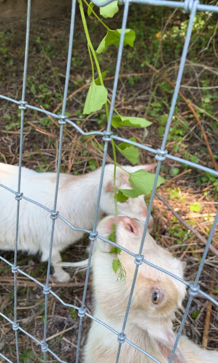 two white goats eating garlic mustard leaves